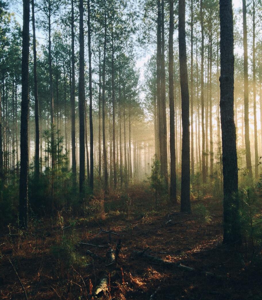 Reformas a la Ley General de Desarrollo Forestal Sustentable 